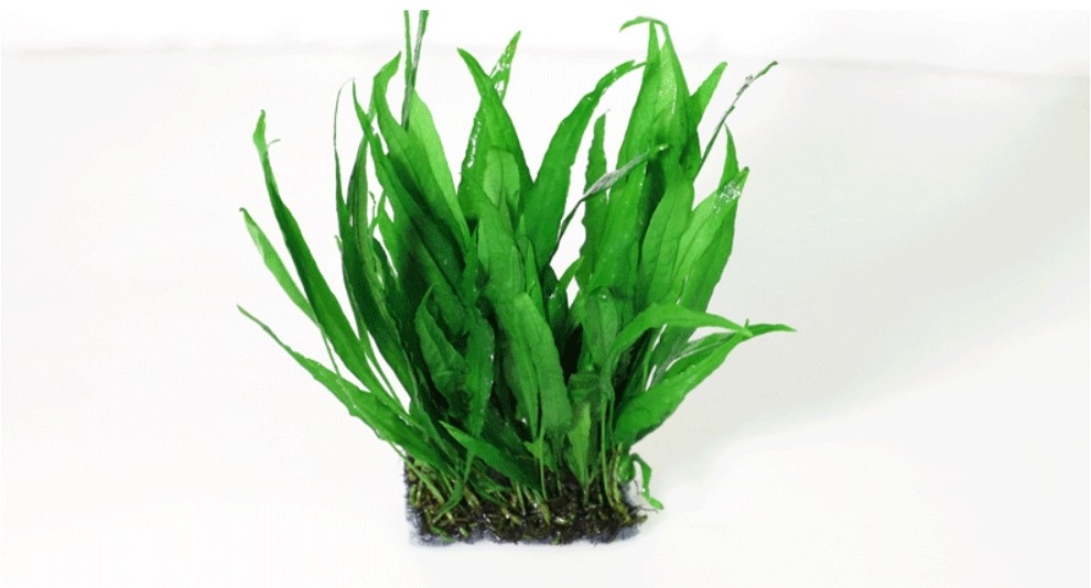 水草赖养鹿角铁细叶铁大叶铁皇冠水养增氧净化包邮水溶莫斯