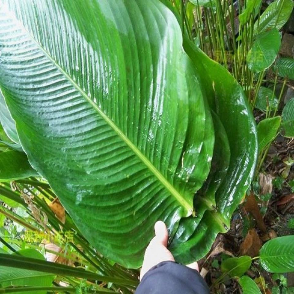 包粽子叶新鲜海南野生冬叶现摘现发滋粑绿叶植物盛具