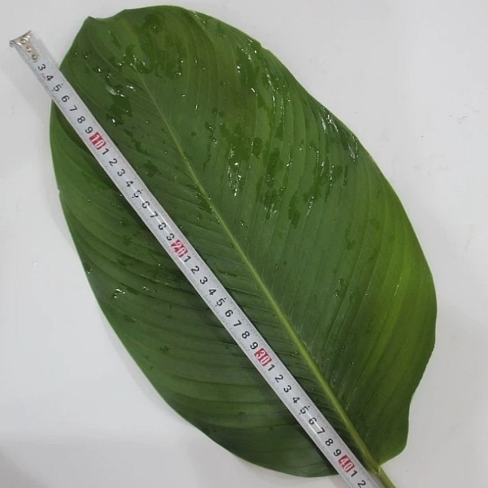 包粽子叶新鲜海南野生冬叶现摘现发滋粑绿叶植物盛具 zongzi leaf