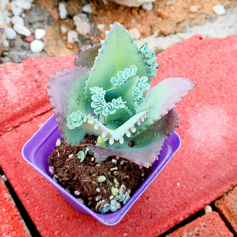 蕾丝公主落地生根多肉植物办公办公室室内阳台四季多肉植物