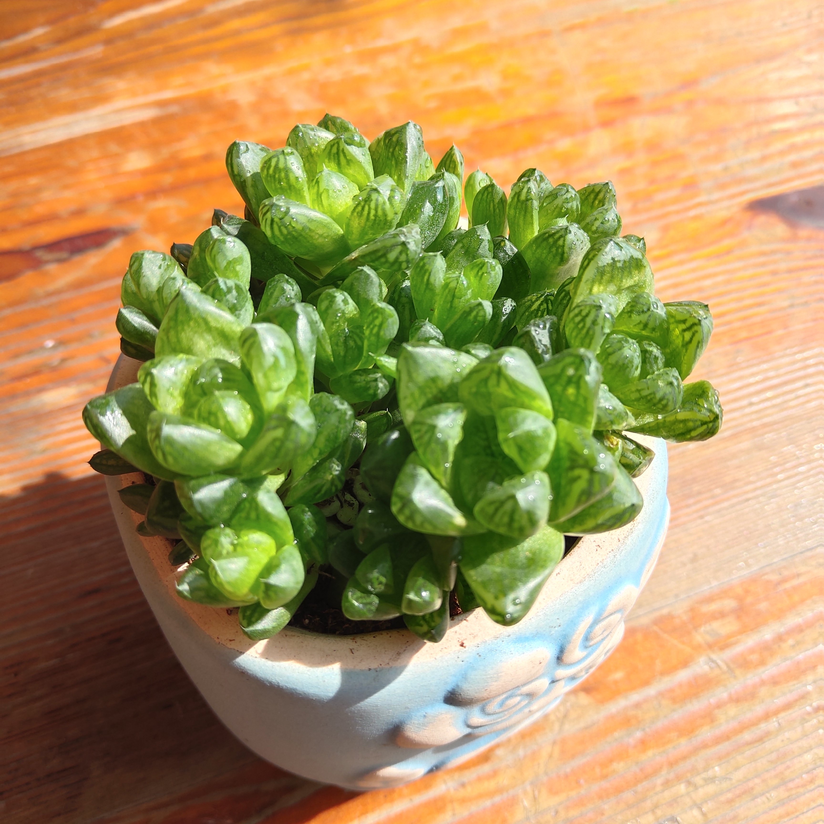 玉露多头群生多肉植物办公室防辐射盆栽绿植花卉多肉植物