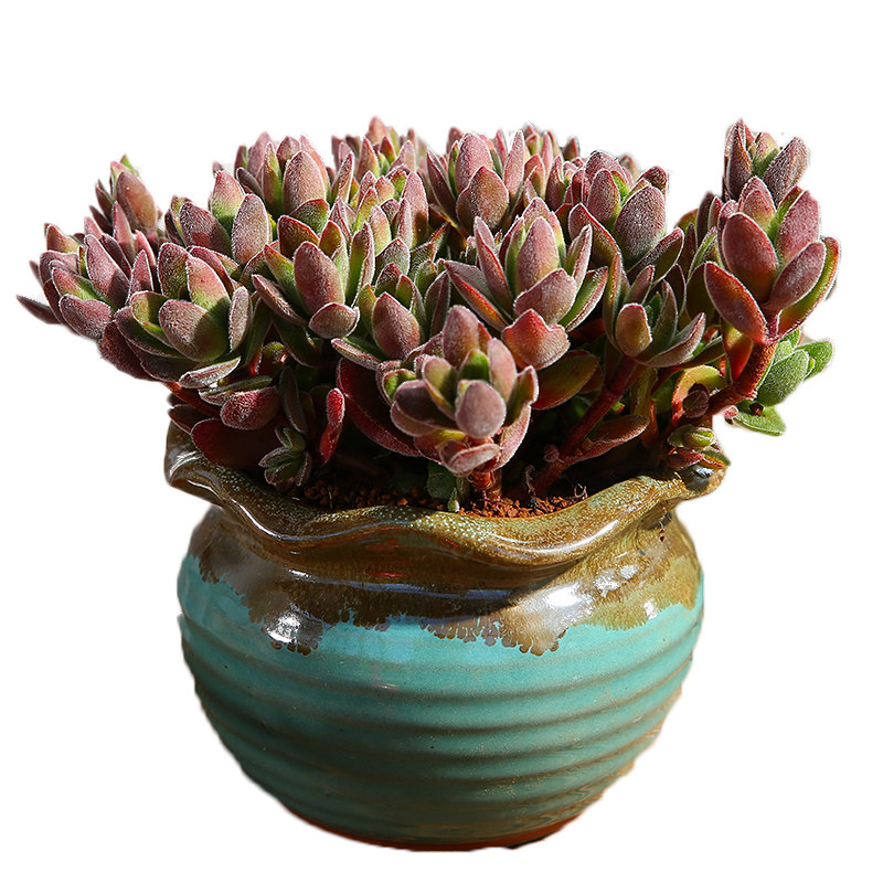 云南直发焰芒群生老桩多肉植物组合盆栽巨型多肉植物