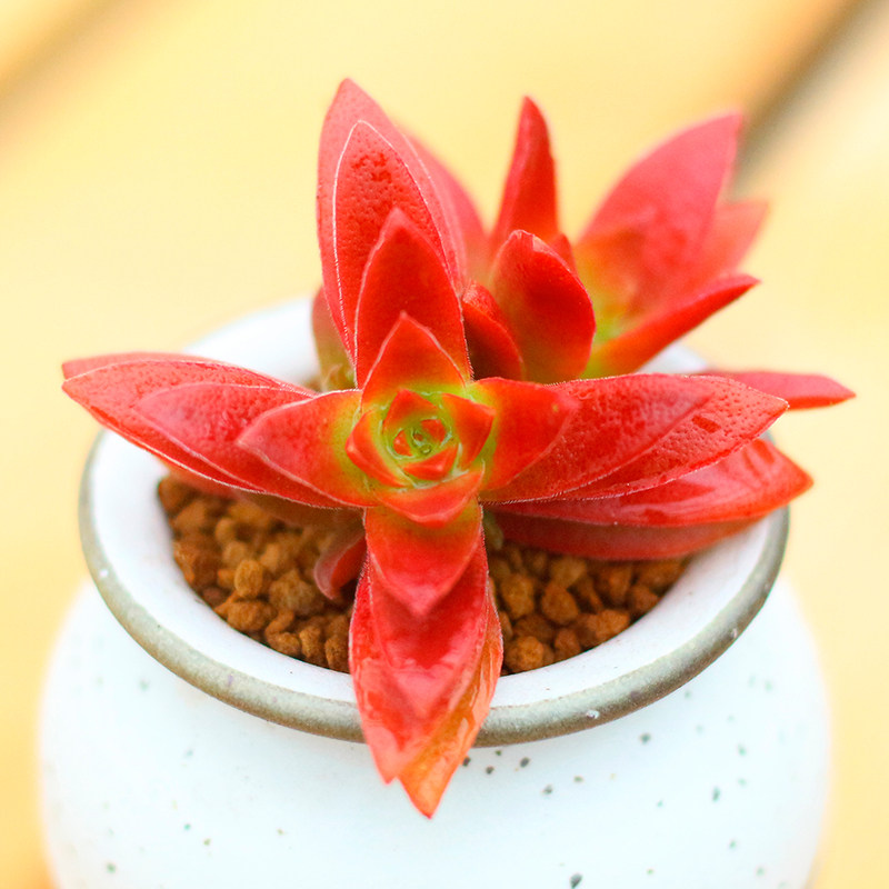 盆栽红叶祭多植物火祭鬼城杂交种新款肉肉组合多肉植物