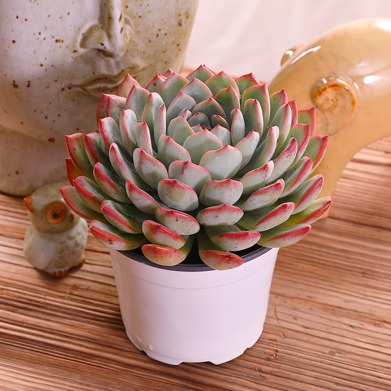 云南直发雨燕座多植物组合盆栽肉肉花老桩花卉多肉植物