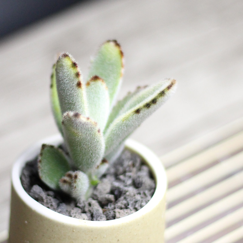 植物兔耳朵月兔耳多办公室肉肉净化空气甲醛萌萌哒多肉多肉植物