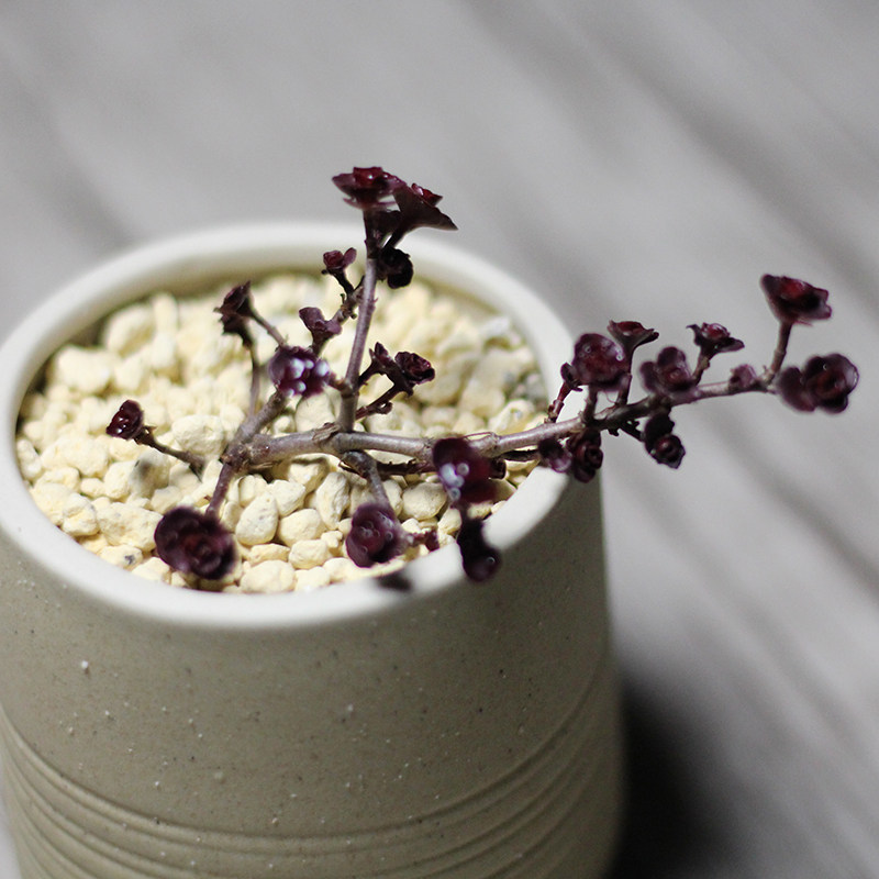 小球玫瑰 多肉植物组合盆栽diy办公室净化空气吸甲醛防辐射萌萌哒