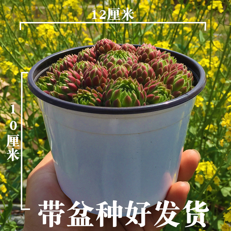 长生草容易爆盆的多肉植物批发植物多肉植物组合盆栽稀有巨型多肉 - 图1