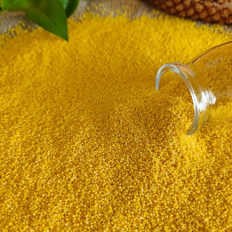 辽西山地红谷谷子2020喀左化石鸟朝阳小米5斤小米