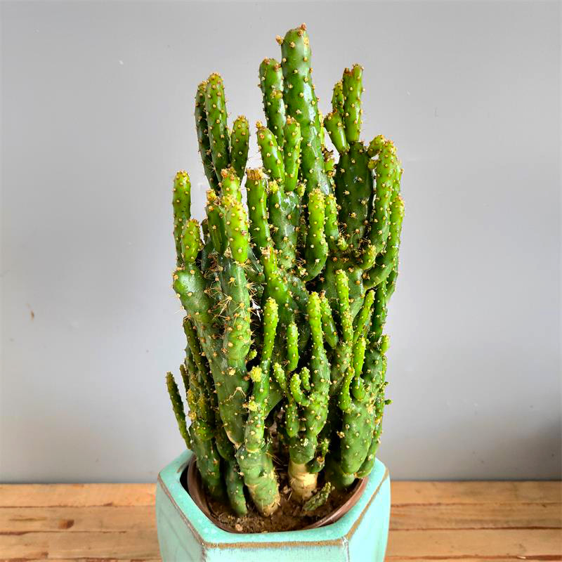 摇钱树盆栽多肉植物仙人掌办公办公室室内桌面绿植多肉植物