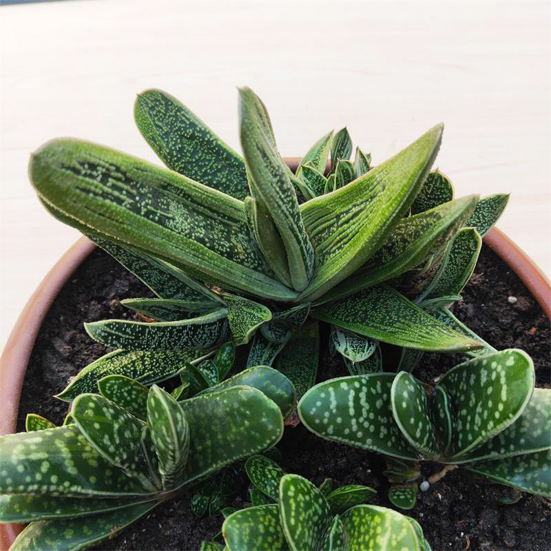 子宝多肉植物锦群生大颗大棚地栽办公室肉肉组合盆栽满包邮