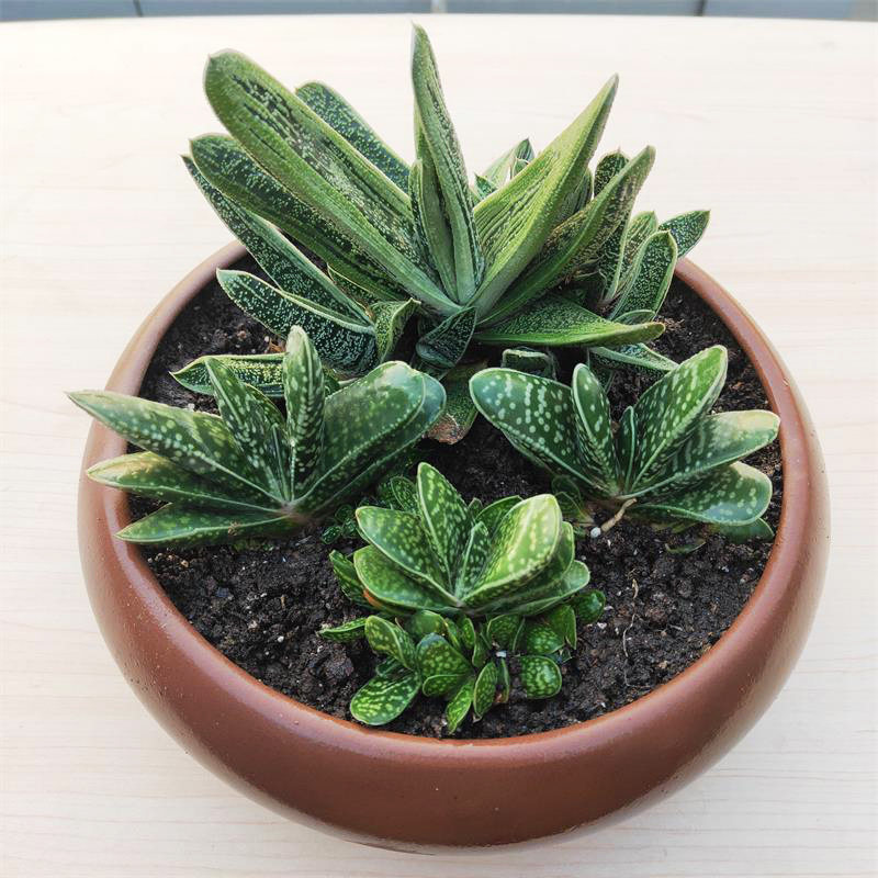 子宝多肉植物锦群生大颗大棚地栽办公室肉肉组合盆栽满包邮