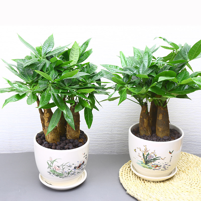 发财树室内招财绿植花卉植物客厅发财树盆栽小盆景四季常青植物