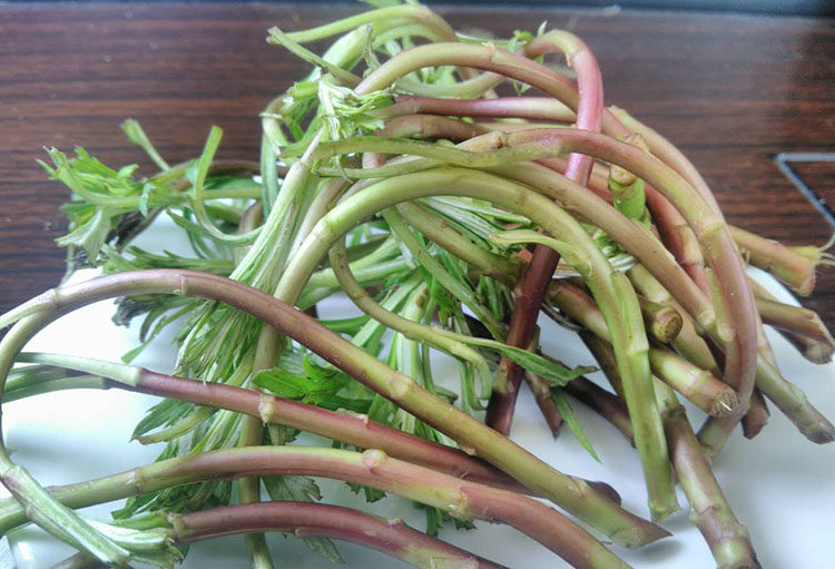 安徽特产无为野生红梗藜蒿芦蒿泥蒿时苓蔬菜新鲜现摘现发3斤包邮