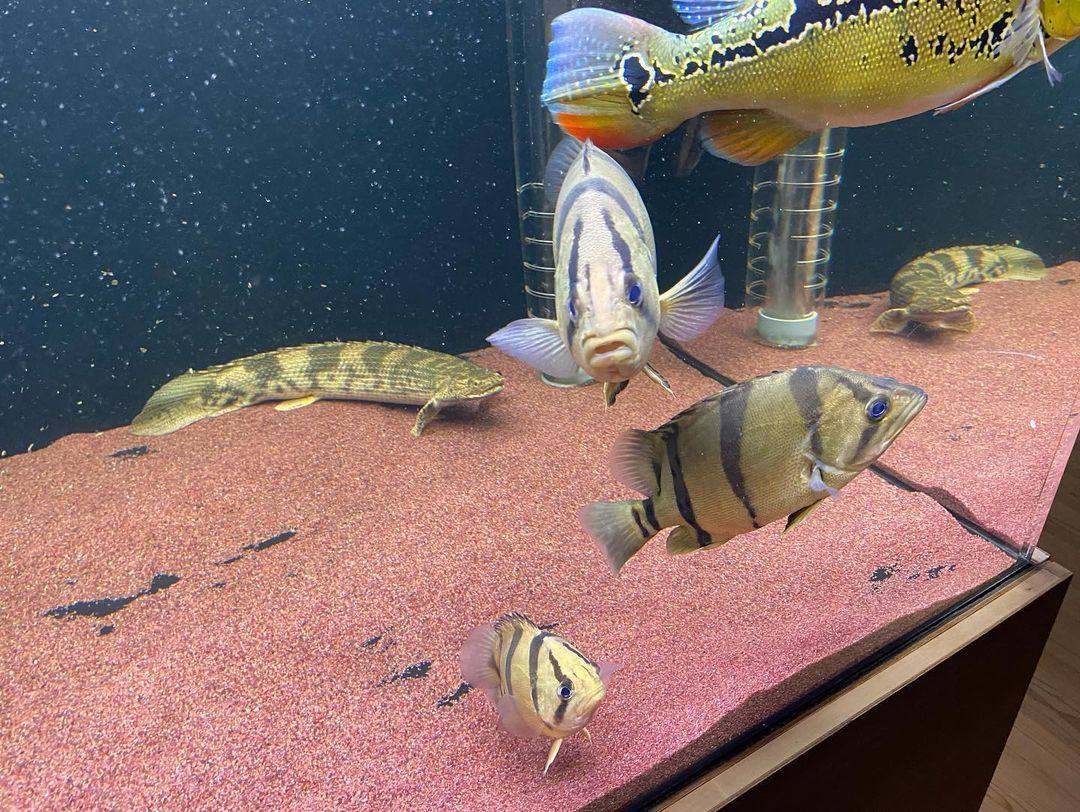 活体泰国虎泰北虎印尼虎鱼苏虎杂纹三纹四纹鱼