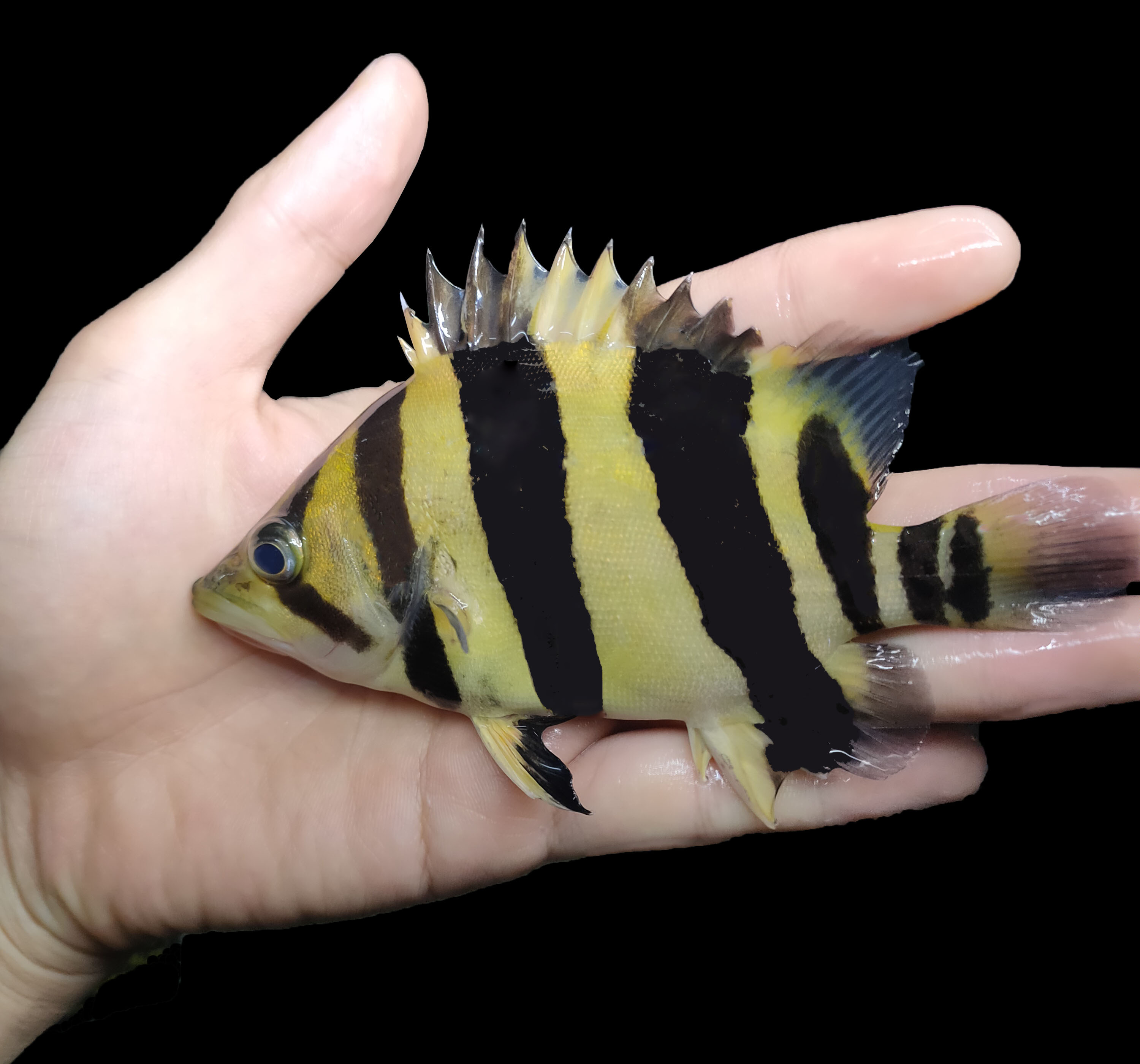 印尼三纹虎鱼泰国泰北虎淡水苏虎杂纹四纹虎观赏鱼练手虎鱼虎鱼苗