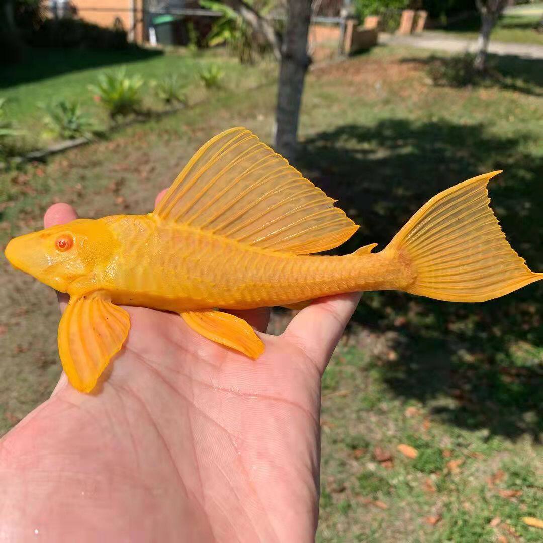 鱼清黄金红眼清道夫女王王大帆鱼女皇垃圾便鱼鱼