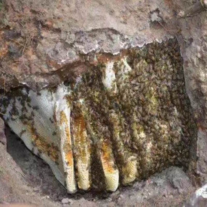 云南野生土蜂蜜高山森林野蜂蜜岩蜜悬崖洞蜜源于自然