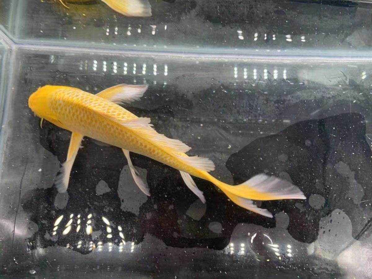 大号黄金龙凤长尾纯种锦鲤金鱼活鱼冷水淡水观赏鱼耐活招财风水鱼