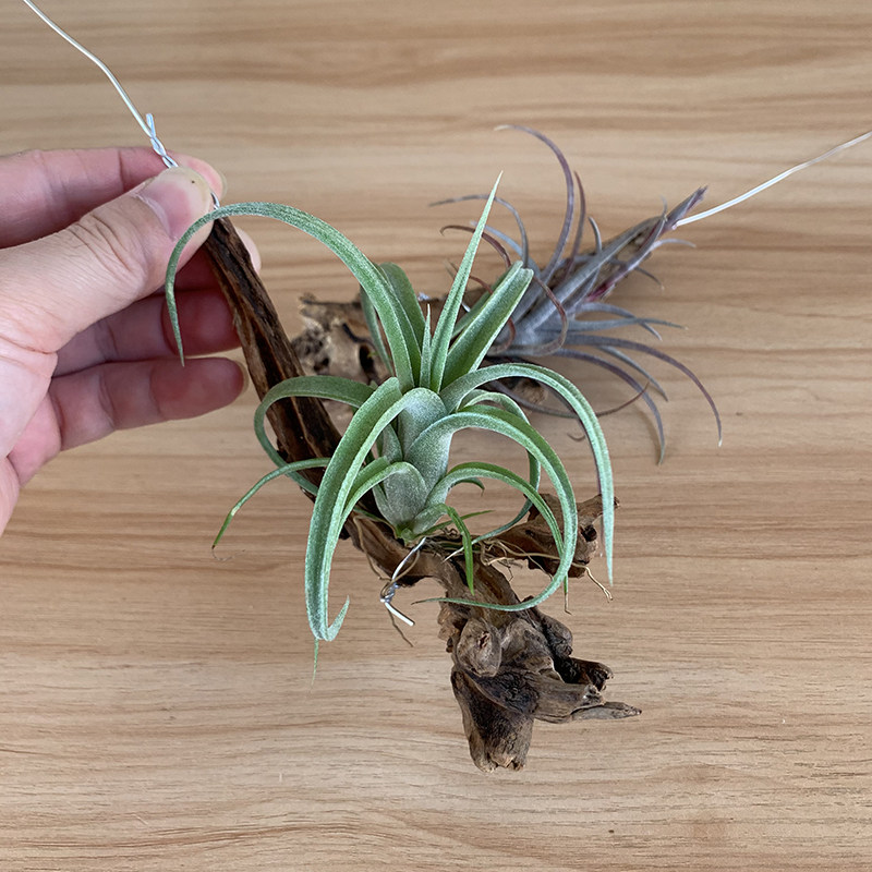 米兰花圃空气凤梨底座支架盆木头造景木树根树须