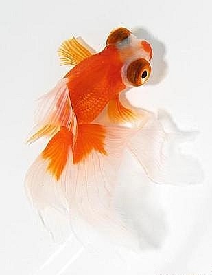 金鱼凤尾观赏鱼龙睛蝶尾大长尾巴龙凤冷水鱼活体鱼