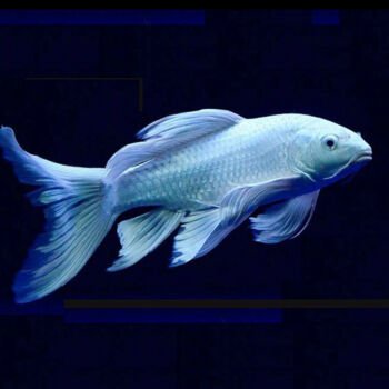 蝴蝶观赏鱼鲤鱼台湾白色龙鲤鱼冷水鱼活体鱼包鱼