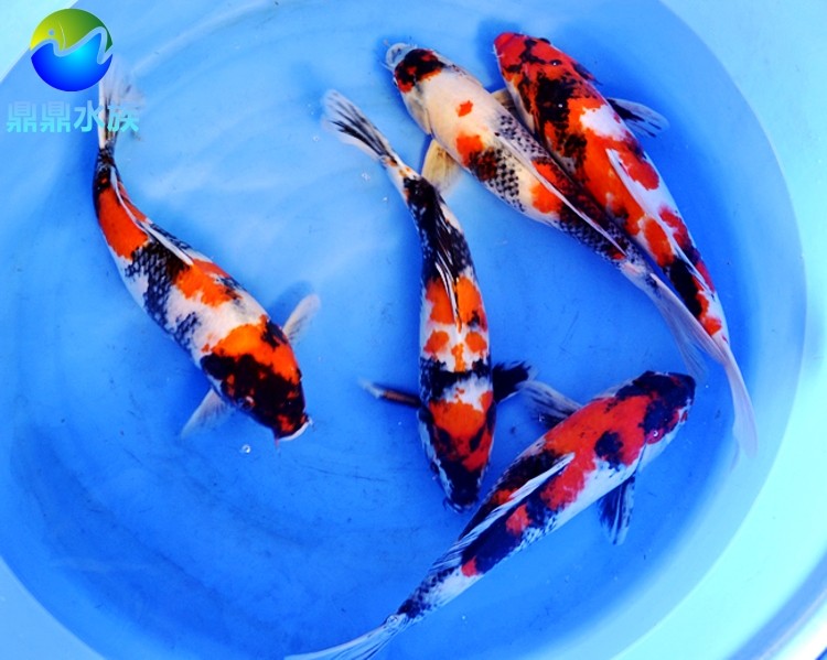 昭和三色锦鲤观赏鱼纯种日本进口锦鲤活体风水鱼淡水鱼冷水鱼包活