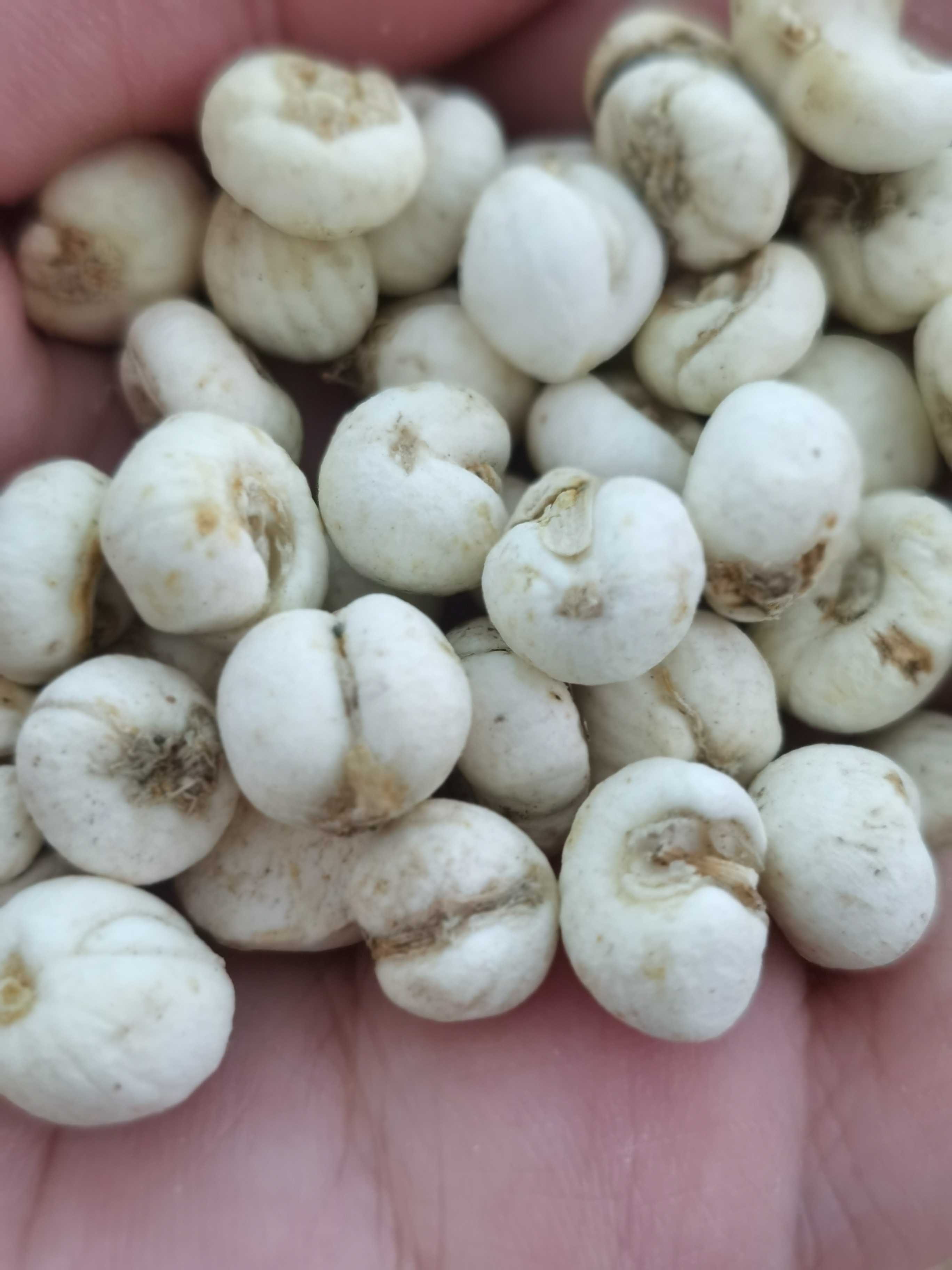 贝母新货东北正品野生川贝无硫熏同汤料煲汤川贝