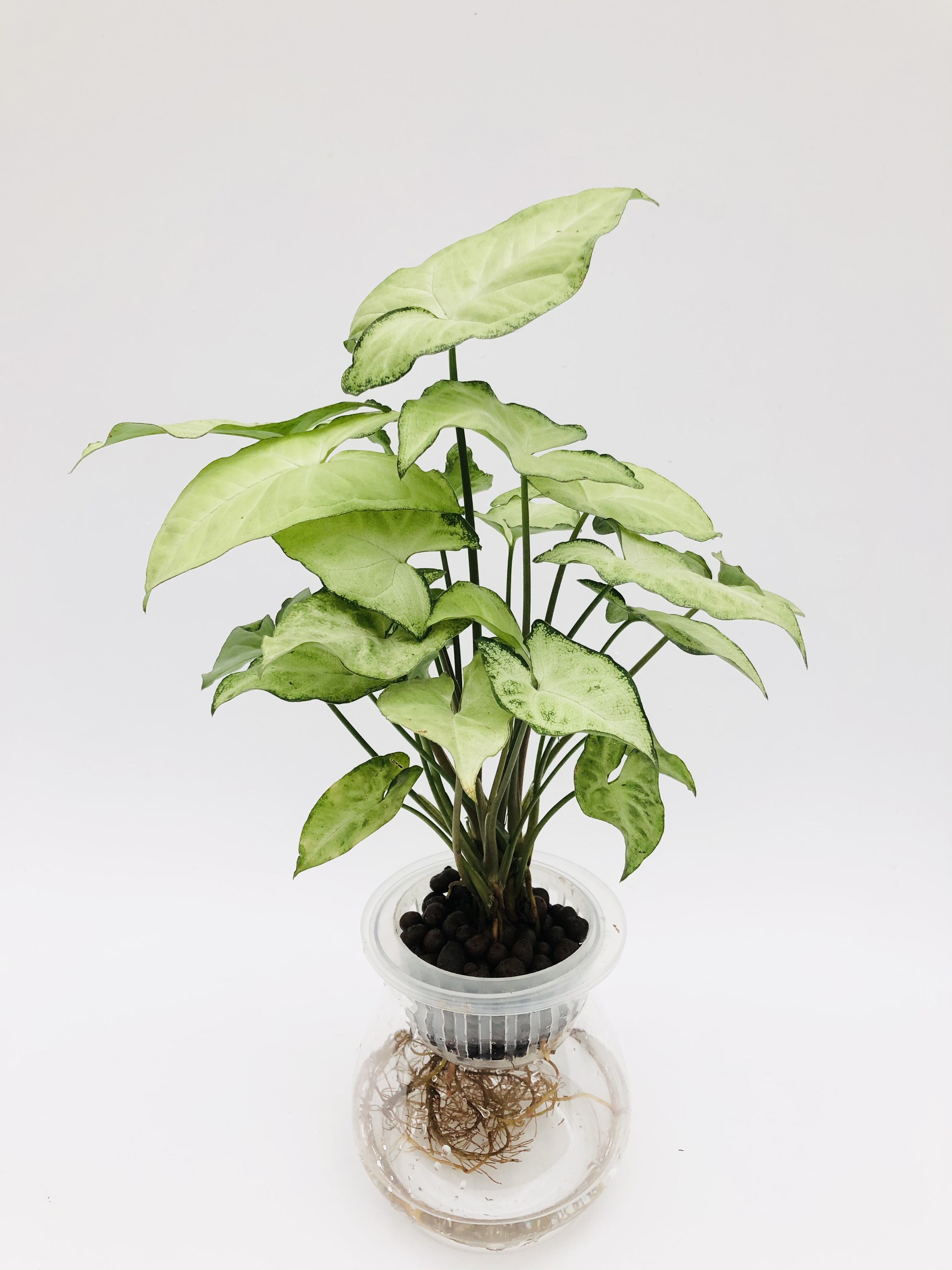 水培植物美观净化空气绿精灵蝴蝶白蝴蝶桌面卫生间客厅绿植