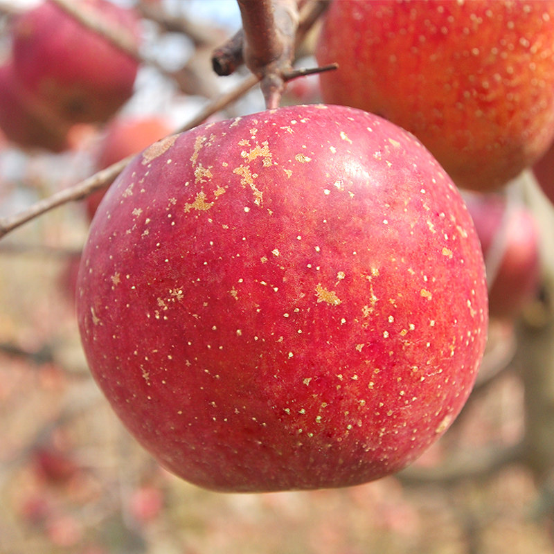 苹果云南昭通5斤新鲜水果当季整箱红富士平果苹果