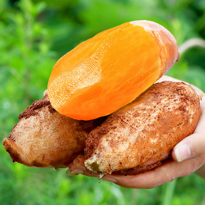 天山雪莲新鲜水果12斤当季整箱箱包红心特级现挖雪莲果