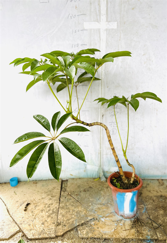 亿兆兆基地保日本大叶室内大小盆栽一物一拍绿植