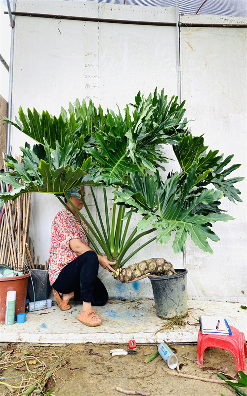 亿兆春羽龙鳞杆老桩室内大小盆栽一物一拍水培绿植