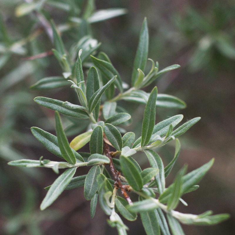 沙棘山西吕梁山梁山特产野生新鲜新沙棘叶子沙棘