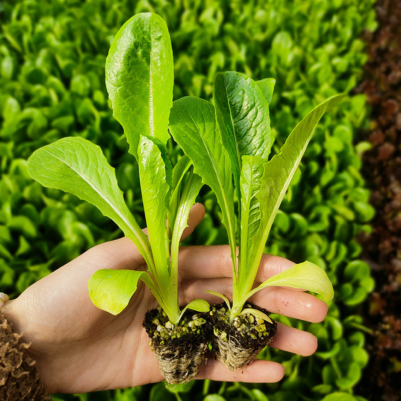 生菜菜苗种子大全水培四季种籽农家春夏春夏秋冬家庭园艺种子