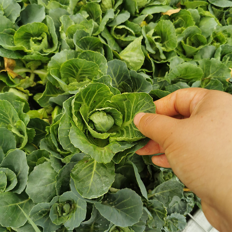 水果甘蓝种子苗可生吃蔬菜沙拉用甜脆包大头菜家庭园艺种子