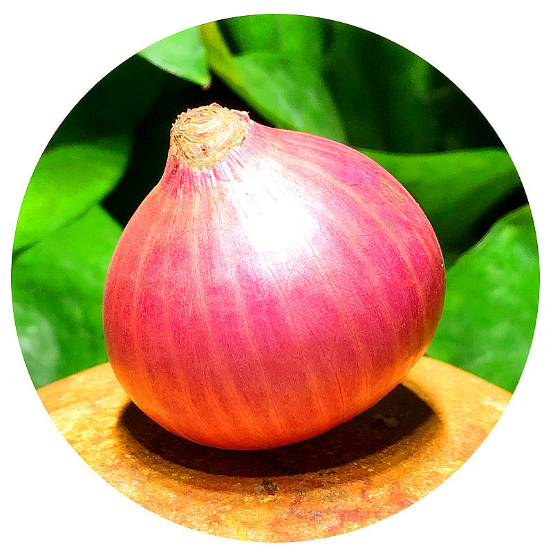 单粒红葱头新鲜小洋葱洋葱头珠葱毛葱干葱头小圆葱熬其它