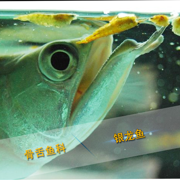 龙鱼顺丰包邮银活体红眼黄化银龙风水新手大型鱼