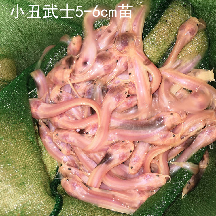 白化小丑武士黑白鲶塘鲺鱼大型热带鱼观赏观赏鱼鱼