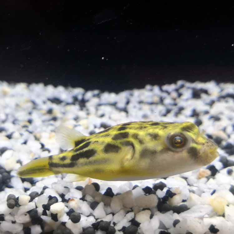 斑马狗头鱼非洲野进口河豚潜水艇淡水凶猛热带鱼观赏鱼鱼苗活体