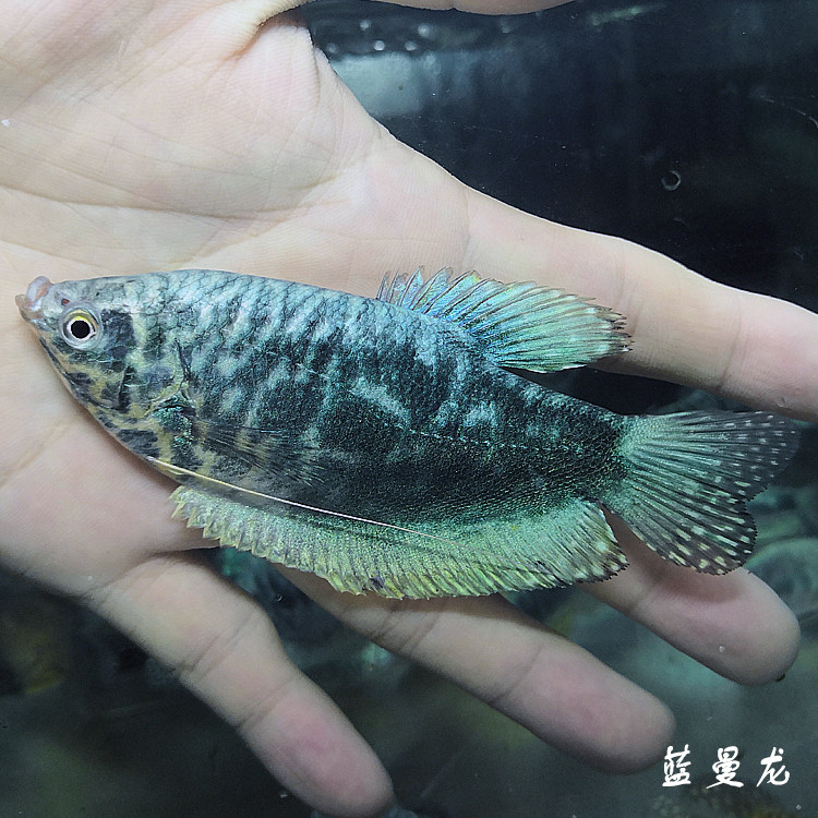 公母珍珠马观赏鱼热带小型耐养新手马甲珍珠黄曼龙鱼