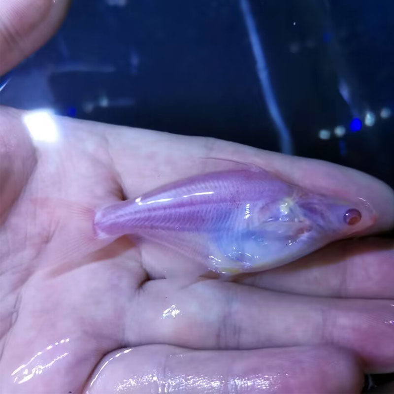 蓝鲨白化红眼白子鲨短球形淡水淡水鲨鲨鱼虎头鱼