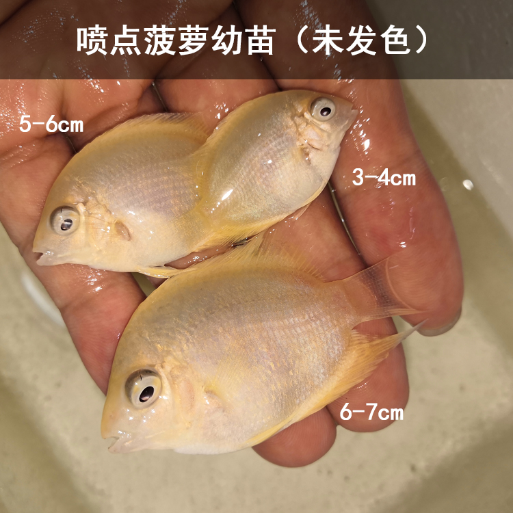 喷点菠萝金菠萝鱼混养中型热带鱼观赏鱼鱼苗淡水鱼活体宠物鱼包邮