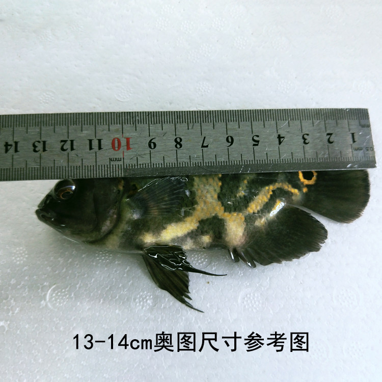 图鱼顺丰包邮奥活体纳内虎斑花猪稀有好看地图鱼