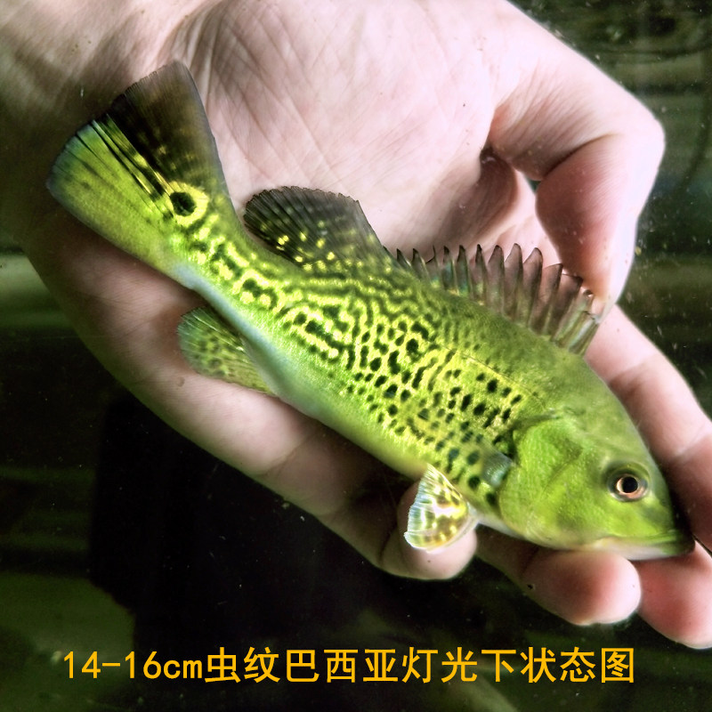 黄金巴西亚鱼虫纹喷金巴西亚大型热带鱼观赏鱼鱼苗淡水鱼活体包邮