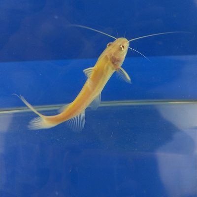 金丝活体黄金招财新手大型混养鱼