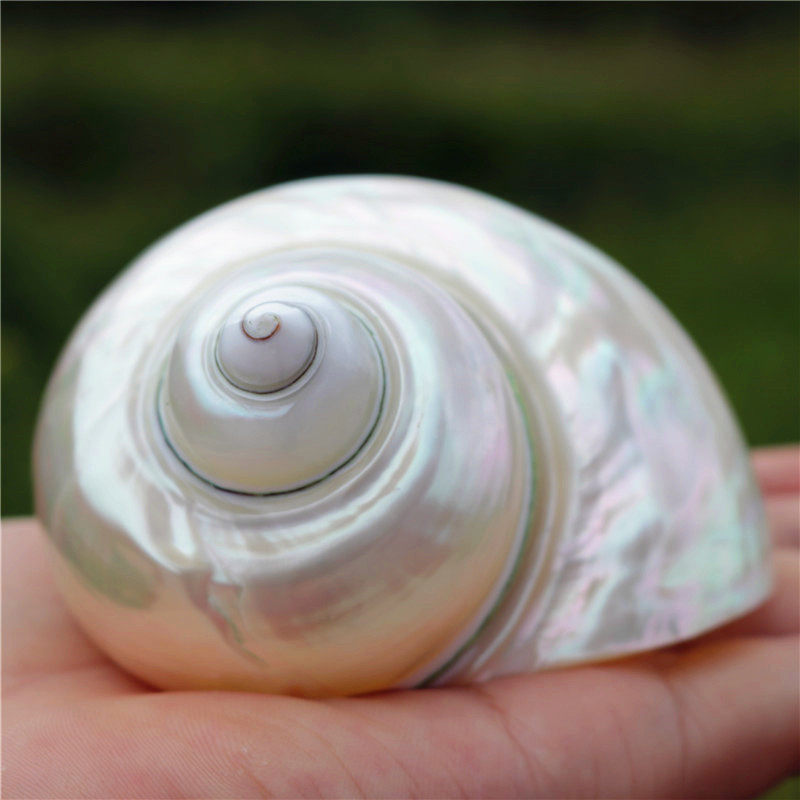 天然贝壳螺大夜光螺大海螺贝壳鱼缸家居书架摆件礼物