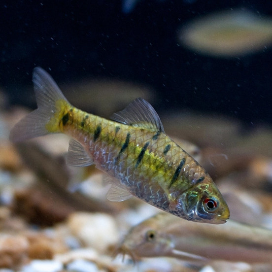 观赏鱼原生鱼群小巴冷水鱼条纹小鲃淡水鱼不用加温鱼