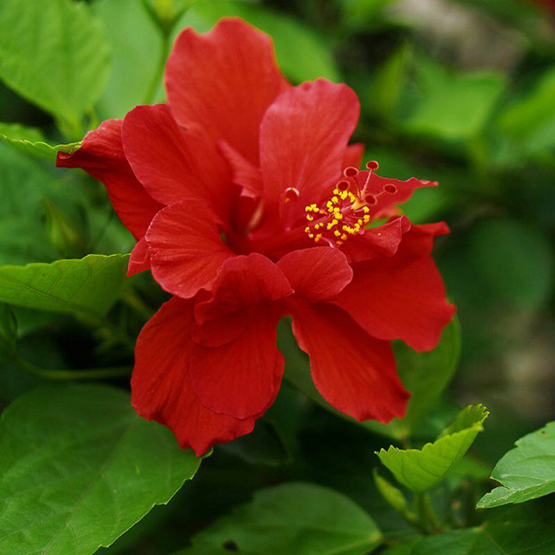 扶桑桑叶牡丹多花色带发货大花重室内庭院绿色花卉