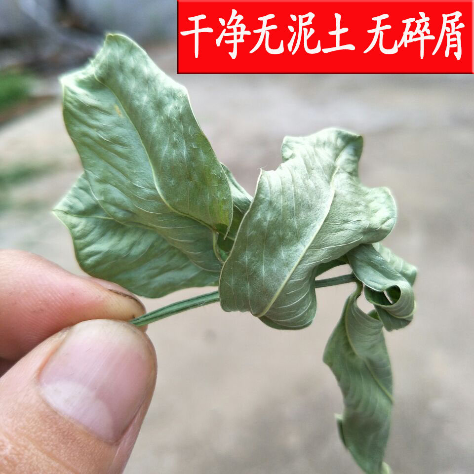 2021新货新鲜晒干花生叶安神助眠茶中药材500g包邮无农药干花生叶