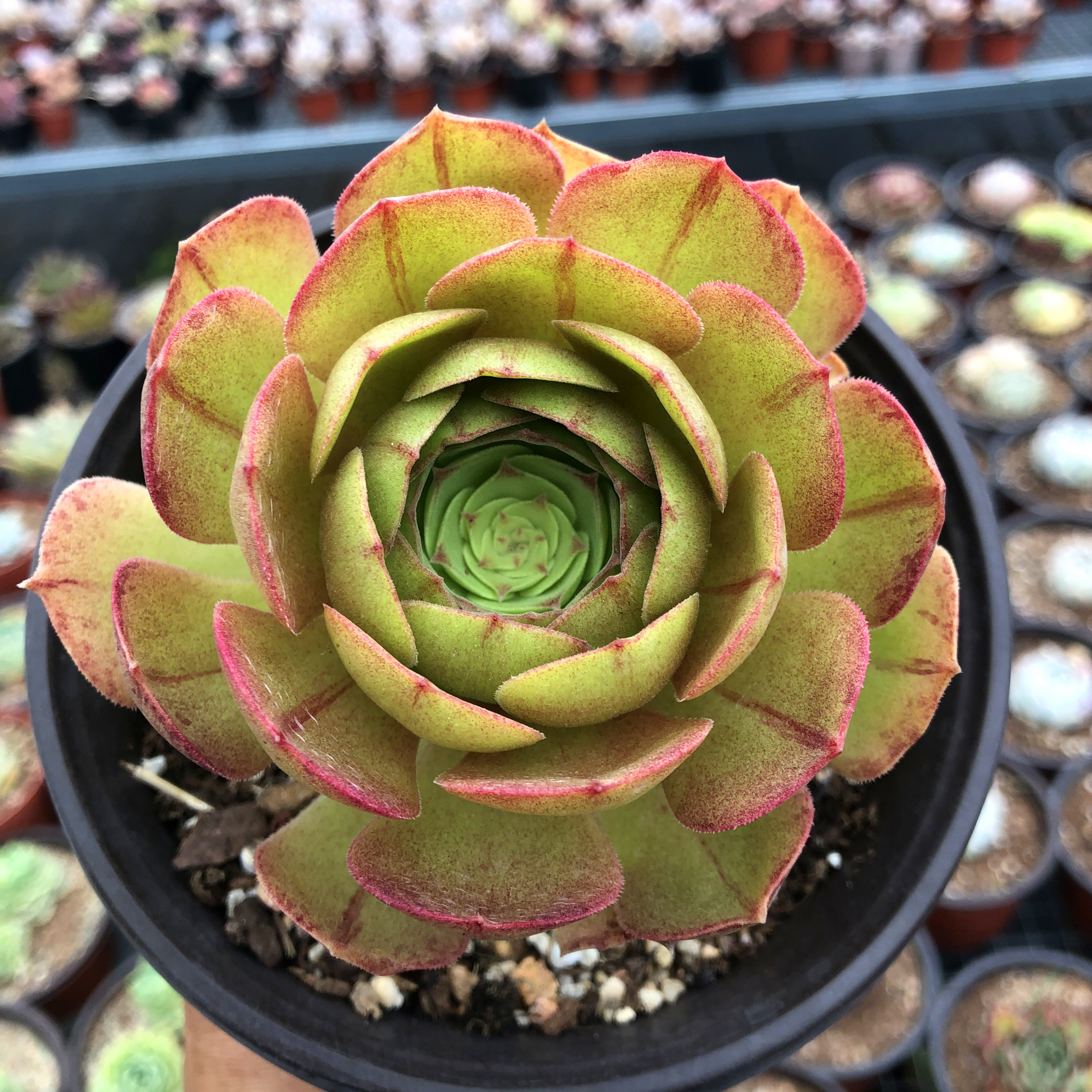 沙拉法师多肉植物万圣节群生多头多肉植物